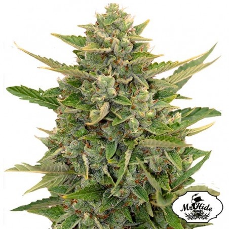 Auto Amnesia - Mr Hide Seeds - 100% weiblich - Günstig anbauen