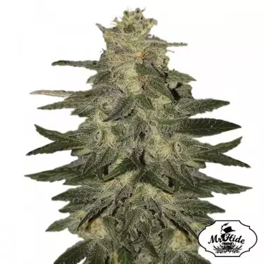 Auto Mazar Blue - Mr Hide Seeds - Feminised - Günstig Wachsen