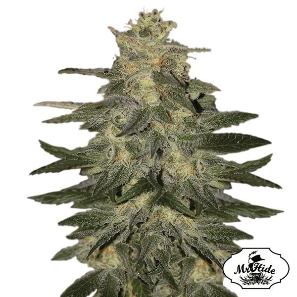 View Auto Mazar Blue - Mr Hide Seeds - Feminised - Günstig Wachsen