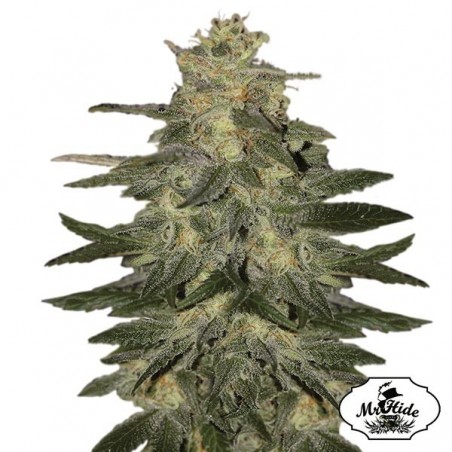 Auto Mazar Blue - Mr Hide Seeds - Feminised - Günstig Wachsen