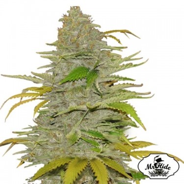 Auto Diesel Mass - Mr Hide Seeds - weiblich - Günstig Wachsen