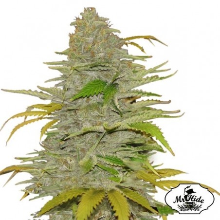 Auto Diesel Mass - Mr Hide Seeds - weiblich - Günstig Wachsen