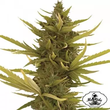 Auto Black Banana - Mr Hide Seeds - weiblich - Wachse billig