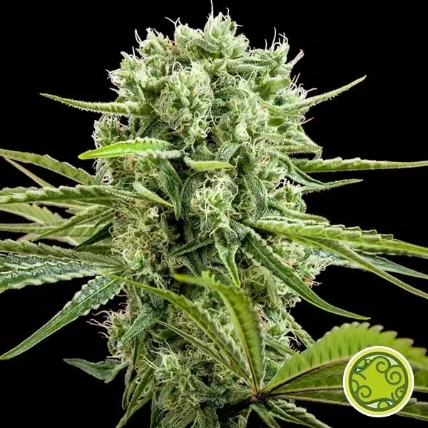 Sicht CBD Rich Candy von Philosopher Seeds kaufen - GB