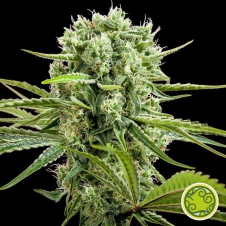 CBD Rich Candy von Philosopher Seeds kaufen - GB