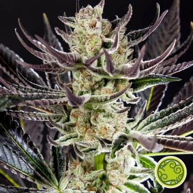 Purple Punch x Do-Si-Dos von Philosopher Seeds kaufen - GB