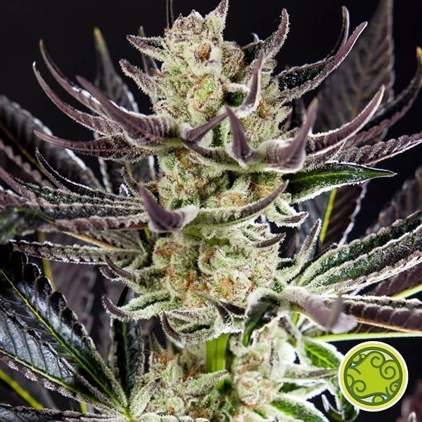 Purple Punch x Do-Si-Dos von Philosopher Seeds kaufen - GB