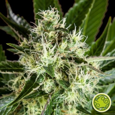 View Pure CBD Punch von Philosopher Seeds kaufen - Billig anbauen