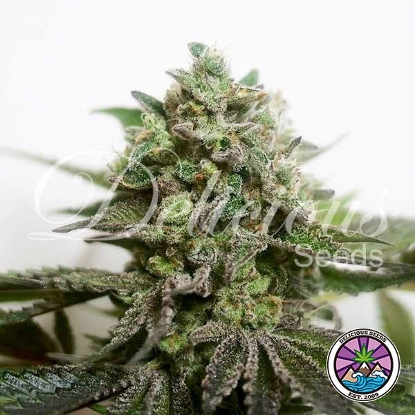 View Delimed CBD Plus von Delicious Seeds kaufen - DE