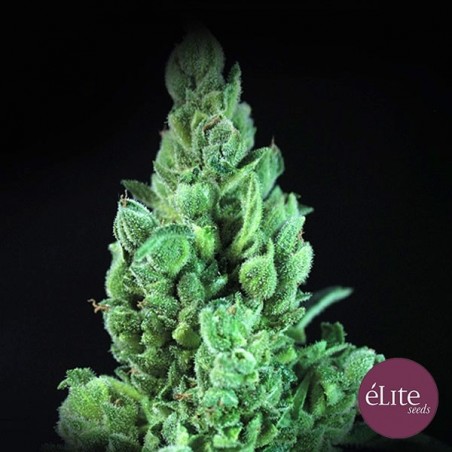 Solodiol Auto CBD Elite Seeds kaufen - Günstig anbauen