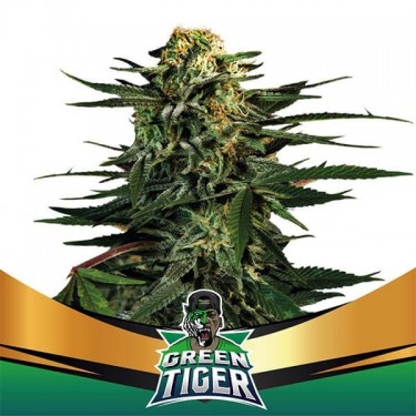 Green Tiger Faster Flowering von BSF Seeds - Günstig Anbauen