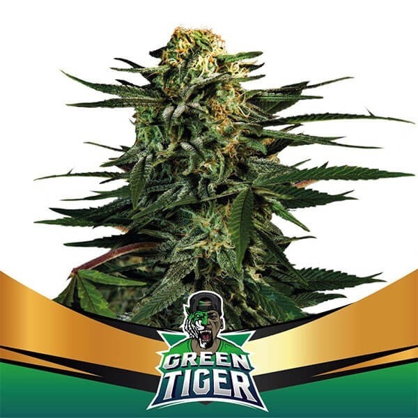 View Green Tiger Faster Flowering von BSF Seeds - Günstig Anbauen