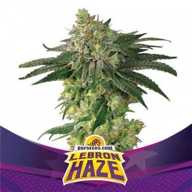 Lebron Haze von BSF Seeds Feminisierte Samen - Billig Anbauen