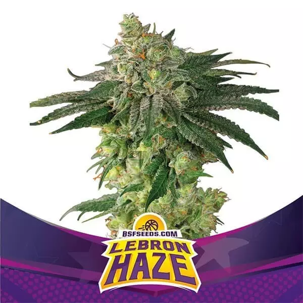 Sicht Lebron Haze von BSF Seeds Feminisierte Samen - Billig Anbauen