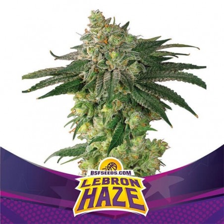 Lebron Haze von BSF Seeds Feminisierte Samen - Billig Anbauen