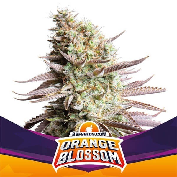 View Orangenblüte von BSF Seeds, feminisierte Sorte - Günstig anbauen