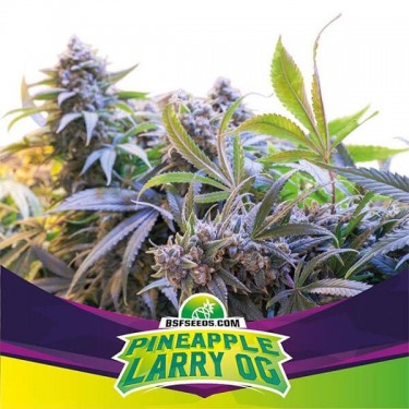 View Pinneapple Larry OG Samen von BSF Seeds - Günstig Anbauen