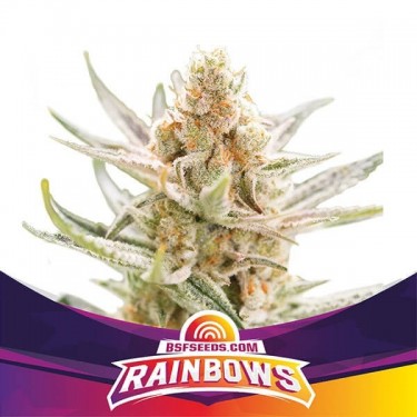View Rainbows