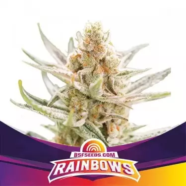 Rainbows von BSF Seeds Zkittlez-Auswahl - Günstig anbauen