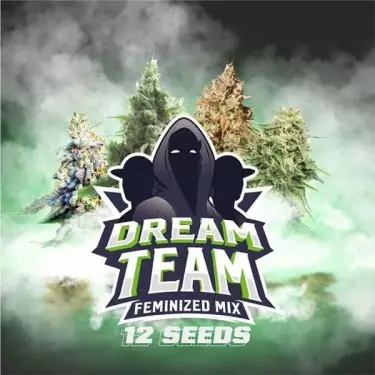 Dream Team Mix Samen von BSF Seeds - Günstig anbauen