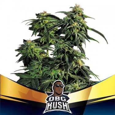 View OBG Kush Faster Flowering Marijuana Plant
