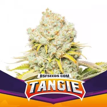 Tangie von BSF Seeds feminisierte Auswahl. - GB The Green Brand