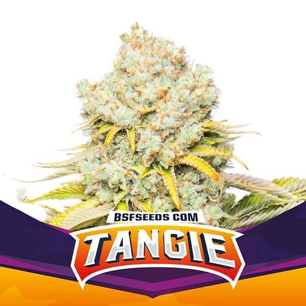 View Tangie von BSF Seeds feminisierte Auswahl. - GB The Green Brand