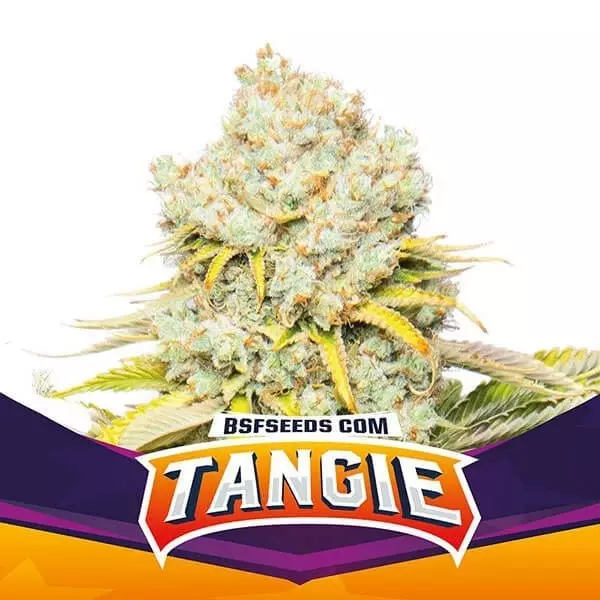 Tangie von BSF Seeds feminisierte Auswahl. - GB The Green Brand