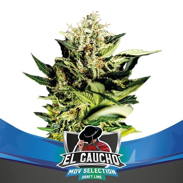View El Gaucho Faster Flowering von BSF Seeds - Günstig Grow