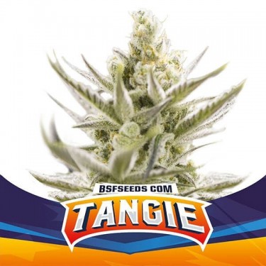 Tangie XXL Auto BSF Seeds