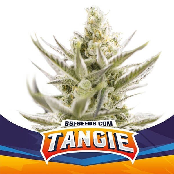 View Tangie XXL Auto BSF Seeds