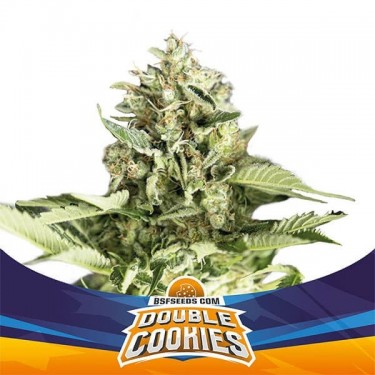 View Double Cookies Auto