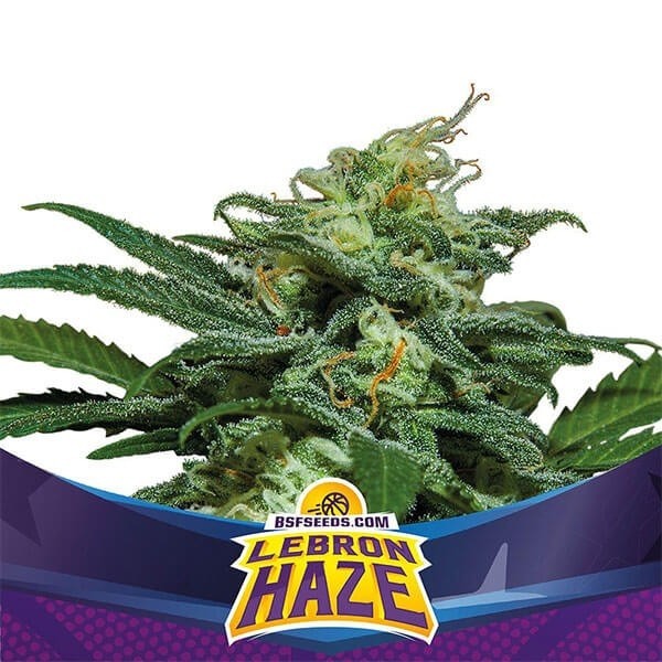 View Lebron Haze XXL Auto von BSF Seeds Auto - Billig Wachsen