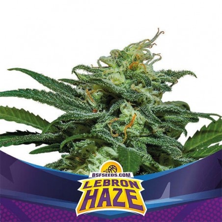 Lebron Haze XXL Auto von BSF Seeds Auto - Billig Wachsen