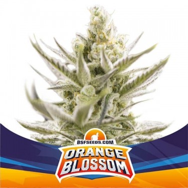 Orange Blossom XXL Auto von BSF Seeds Samen - Günstig anbauen