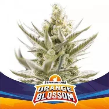 Orange Blossom XXL Auto von BSF Seeds Samen - Günstig anbauen