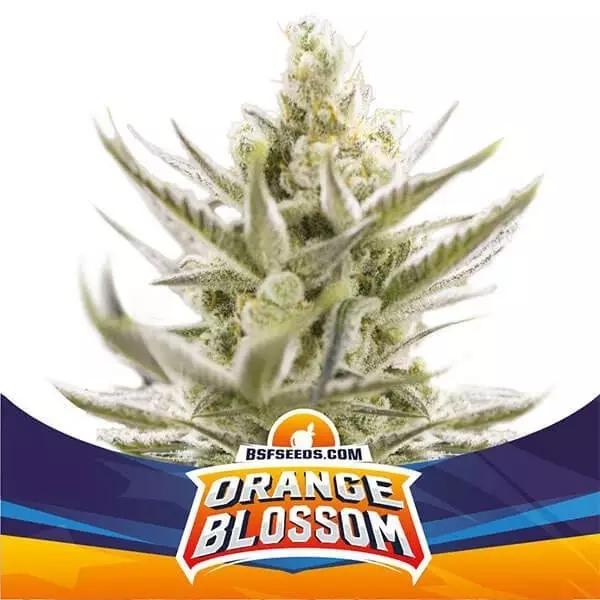 Sicht Orange Blossom XXL Auto von BSF Seeds Samen - Günstig anbauen