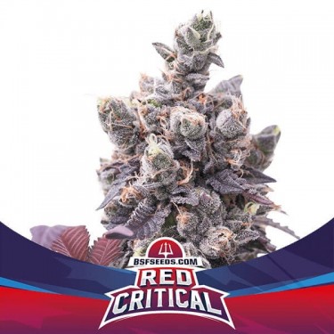 View Red Critical Auto