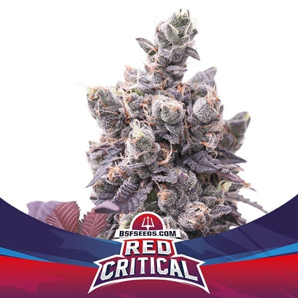 View Red Critical Auto