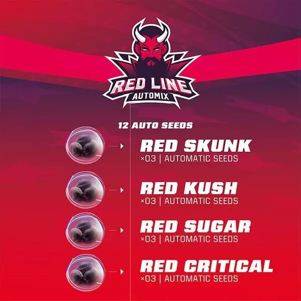 Sicht Red Line Automix-Samen von BSF Seeds - Günstig anbauen