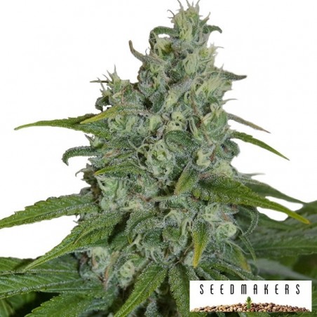 Auto Max von Seedmakers Autoflower-Samen - Günstig anbauen