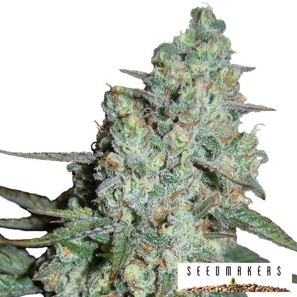 Wonder Skunk von Seedmakers feminisiert - Billig anbauen