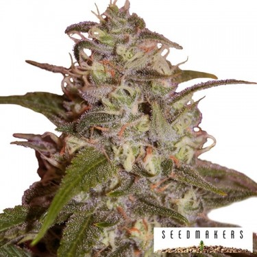Orange Light von Seedmakers feminized - GB The Green Brand