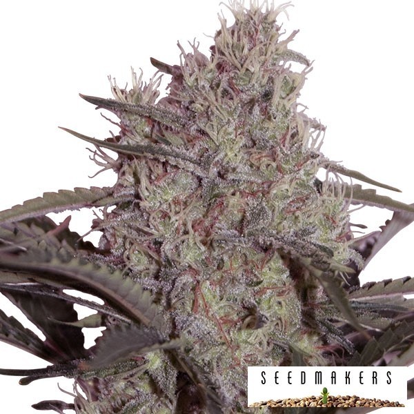 Jack Widow von Seedmakers feminised - Günstig anbauen