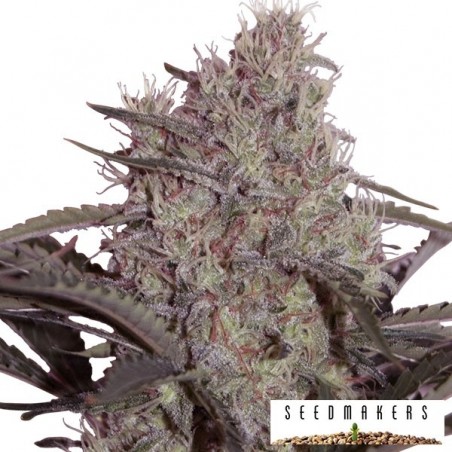 Jack Widow von Seedmakers feminised - Günstig anbauen