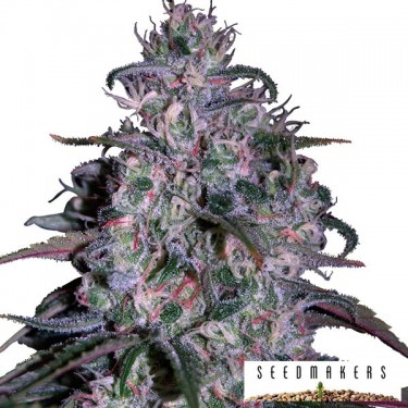 View Alakazam von Seedmakers feminisierte Samen - Grow Cheap
