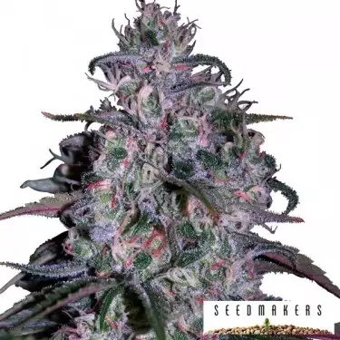 Alakazam von Seedmakers feminisierte Samen - Grow Cheap