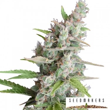 View AK Auto von Seedmakers Autoflower - Billig wachsen