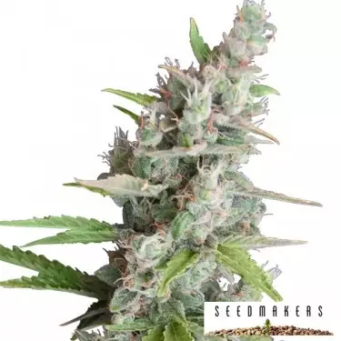 AK Auto von Seedmakers Autoflower - Billig wachsen