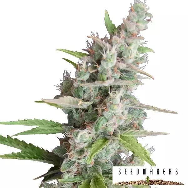 Sicht AK Auto von Seedmakers Autoflower - Billig wachsen